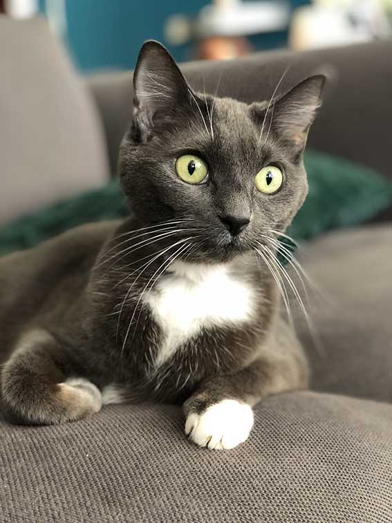 schöne Katze auf dem Sofa