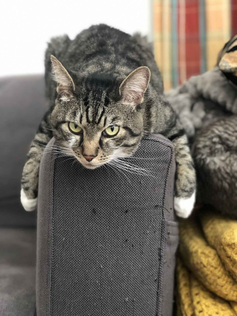 Katze müde auf dem Sofa