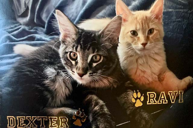 Dexter und Ravi Katzen