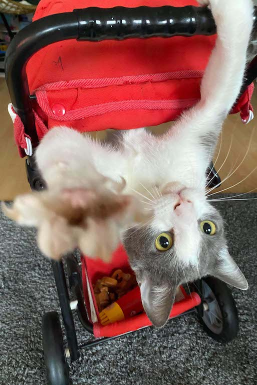 Katze im Kinderwagen