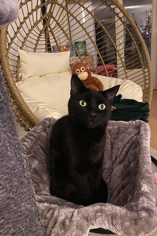 schwarze Katze in Cappuccino-Hängematte