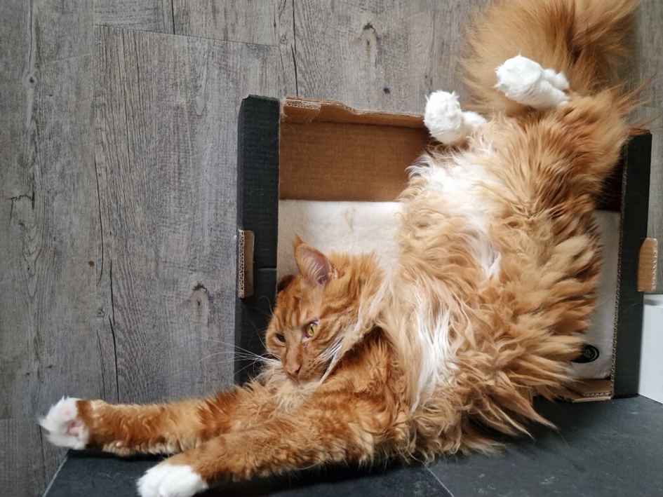 Maine Coon auf einer Kiste