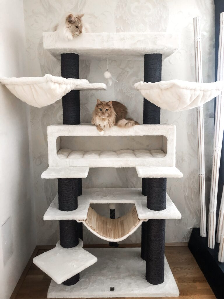Diese Kratzbäume sind ideal für große Katzen und Katzenrassen