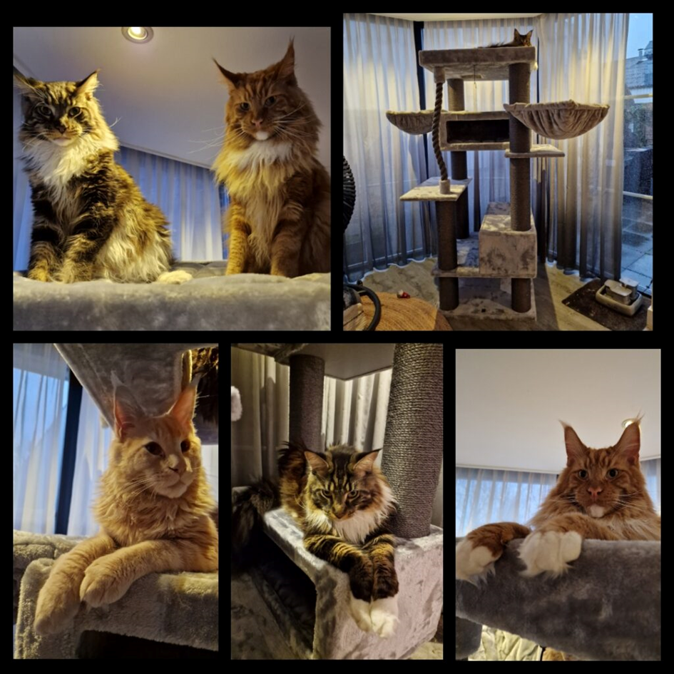 mehrere Fotos von Maine Coons und Petrebels Kratzbäumen