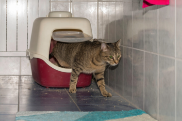 Katze geht aus dem Katzenklo