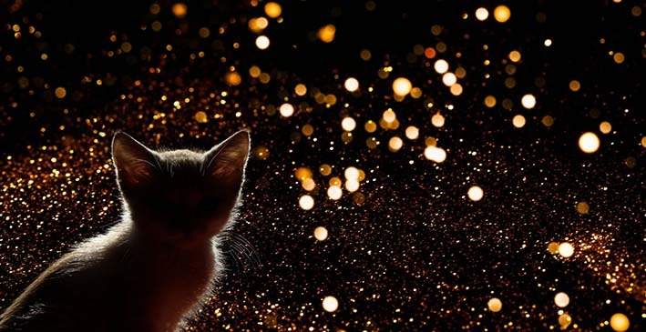 Katze mit Feuerwerk im Hintergrund