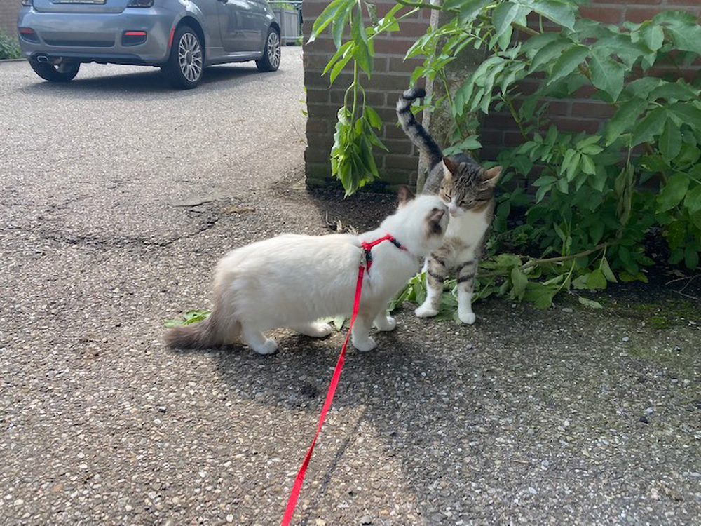 Dieses Bild hat ein leeres Alt-Attribut. Der Dateiname ist 3-Petrebels-kattenpraat-Mandy-blog-katten-krabpaal-HTK-Ragdoll-kitten.jpg