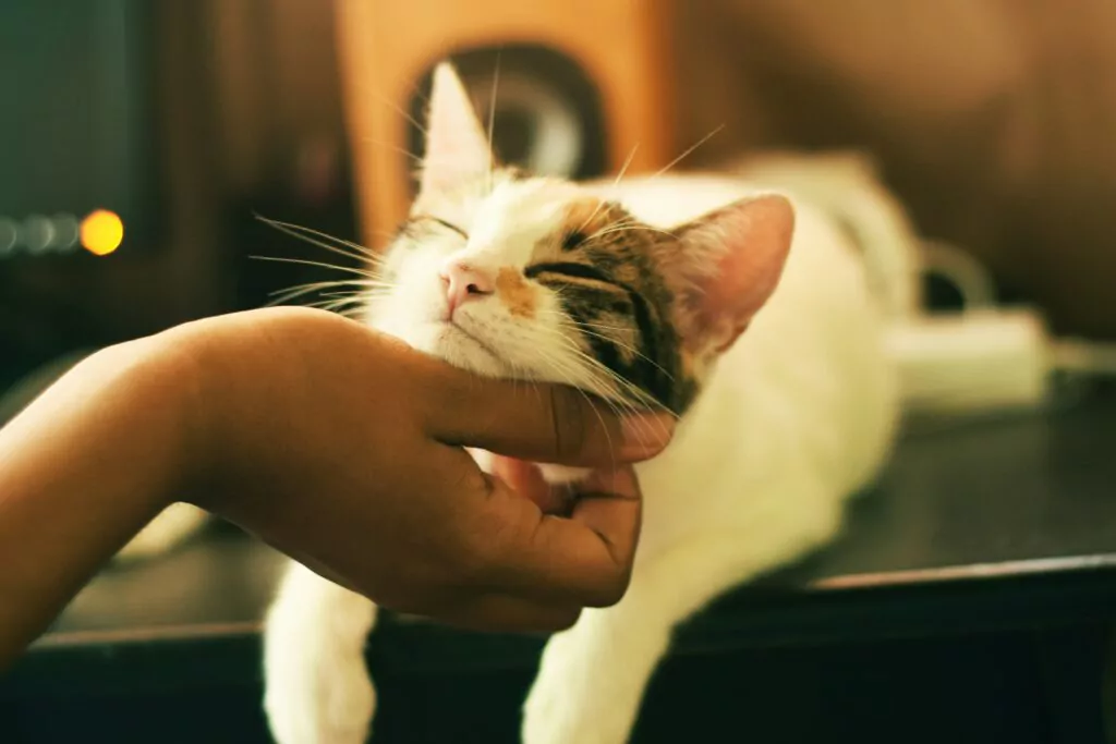 Katze wird gestreichelt
