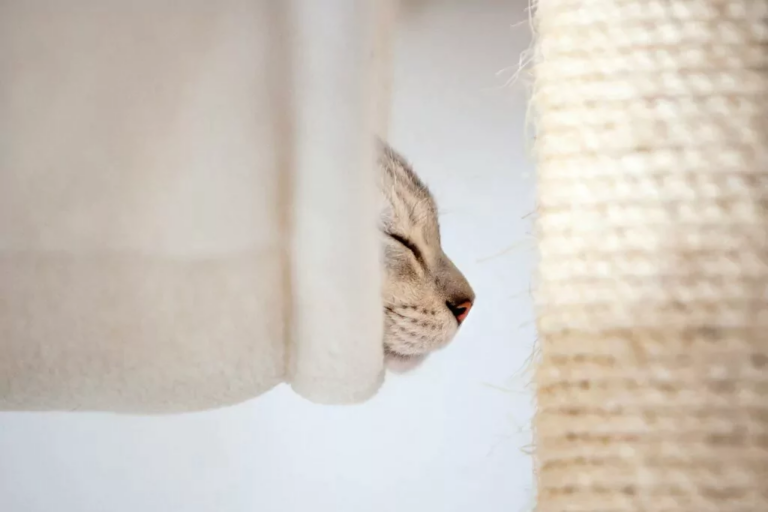 Burmilla-Katze im Kratzbaum