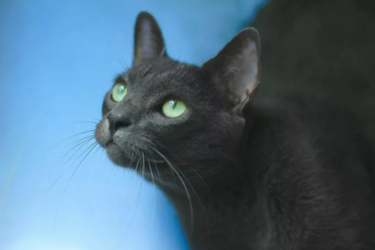 Korat-Katze
