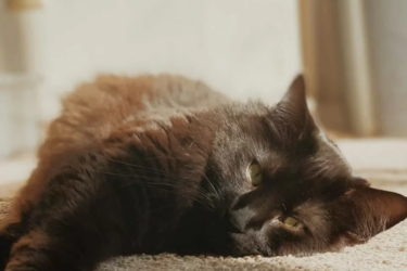Havana brown katze