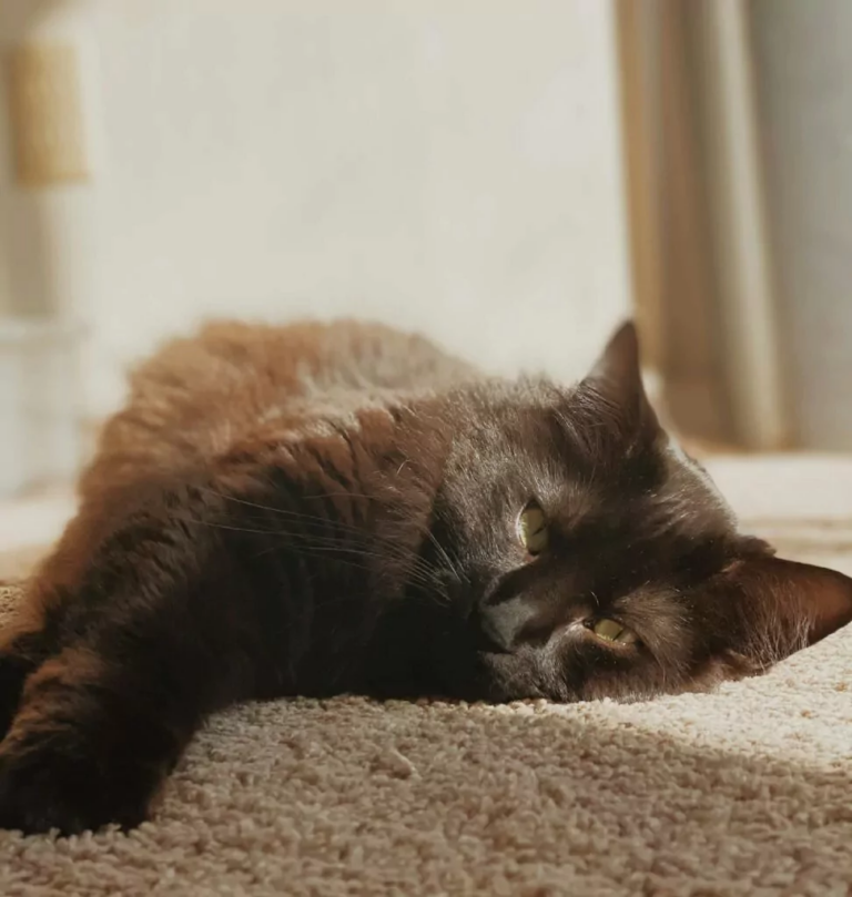 Havana brown katze