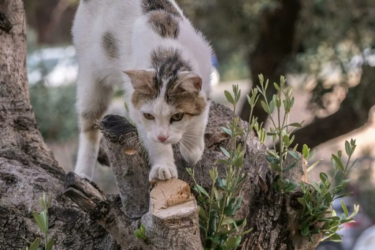Katzenjagd