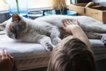 Kind streichelt eine liegende Siamkatze auf der Fensterbank