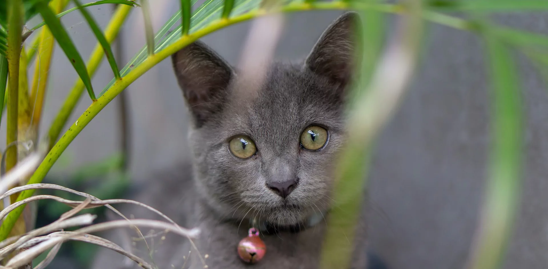 Alles ber Zimmerpflanzen und Katzen | Petrebels