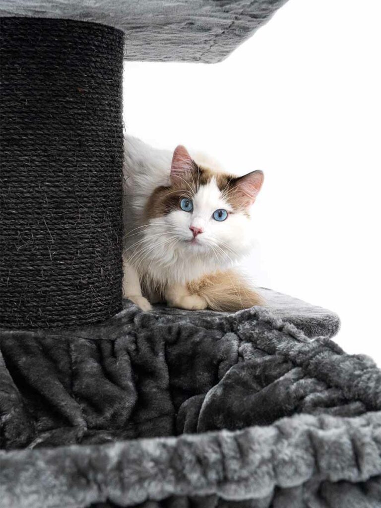 Cat tree Ragdoll 180 Petrebels