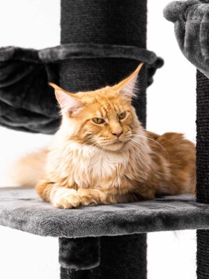 Cat tree Siberian 200 - Pepper -  15 and 20 cm post - XXL - for multiple cats