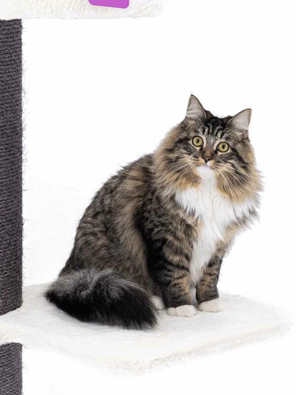 Krabpaal Maine Coon 117