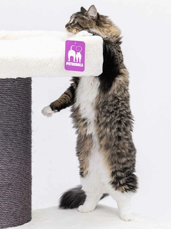 Krabpaal Maine Coon 117