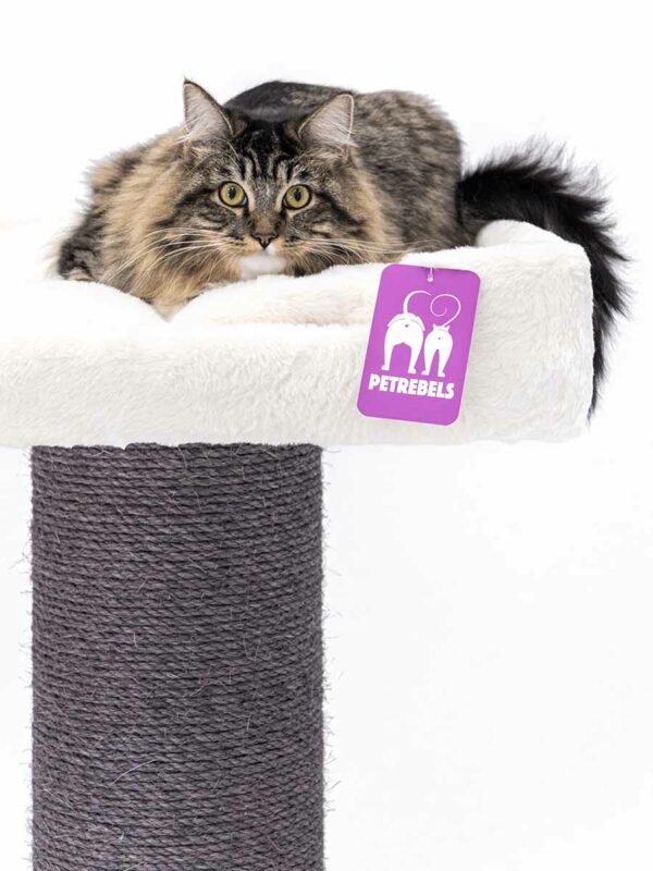 Krabpaal Maine Coon 117