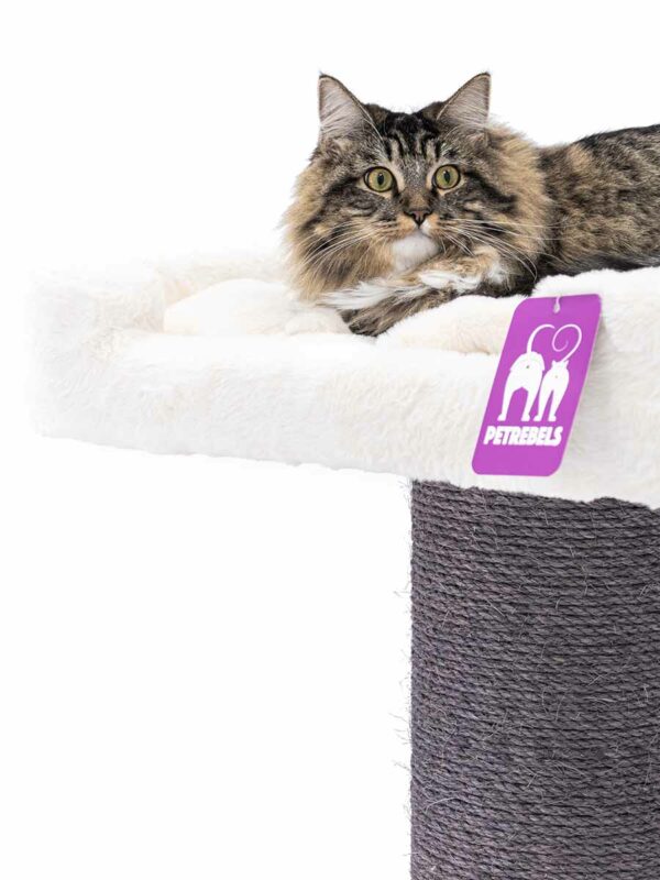 Krabpaal Maine Coon 117