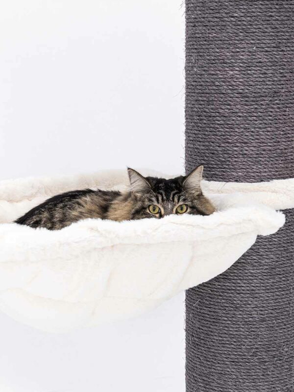Krabpaal Maine Coon 117