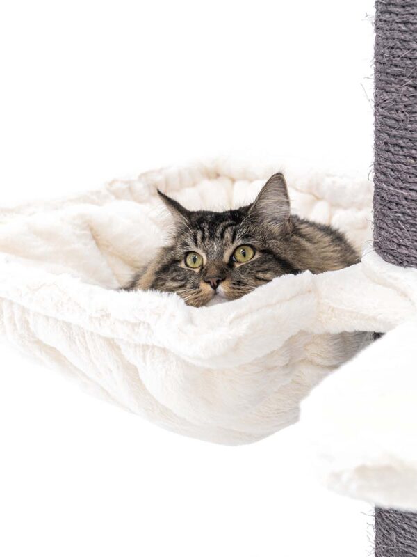 Krabpaal Maine Coon 117