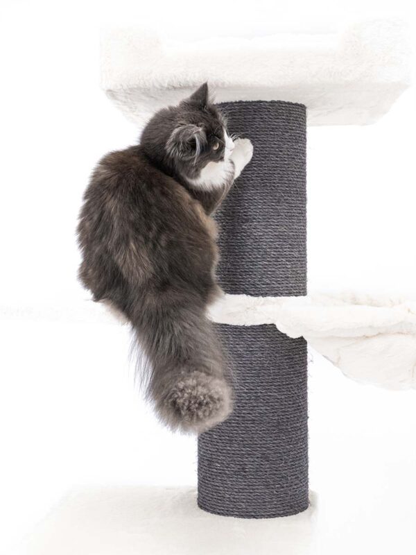 Krabpaal Ragdoll 180