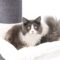 Ragdoll in een Petrebels Krabpaal