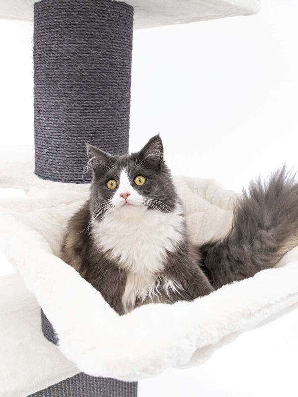 Krabpaal Ragdoll 180