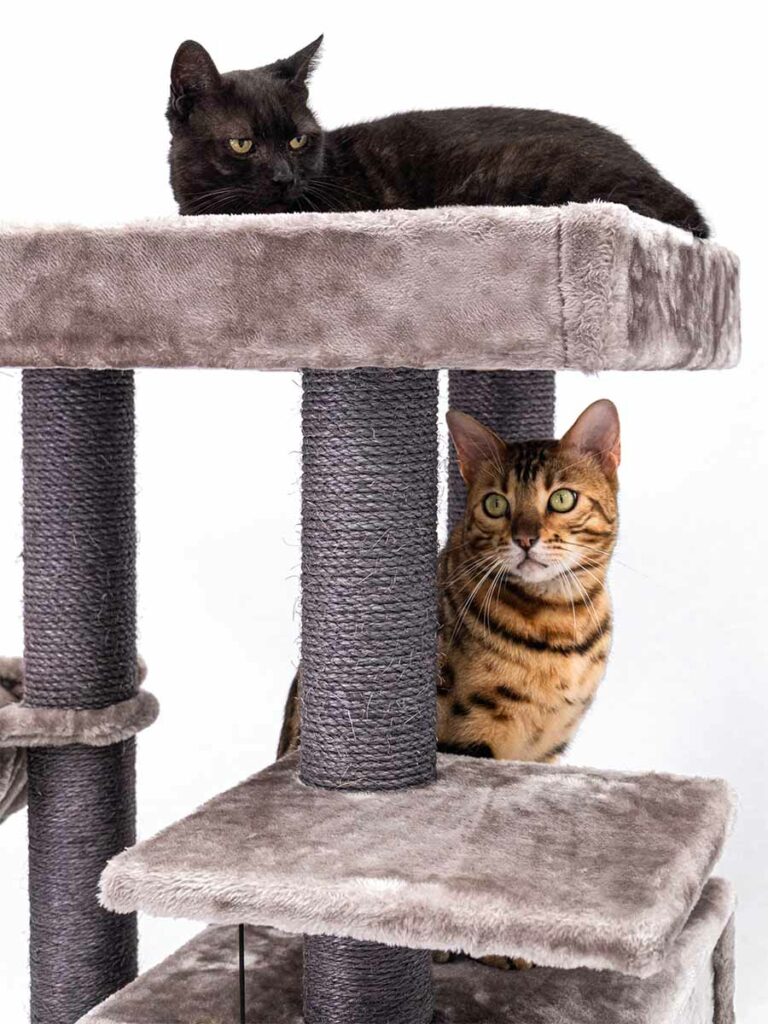 Cat tree Cleopatra 134 Petrebels