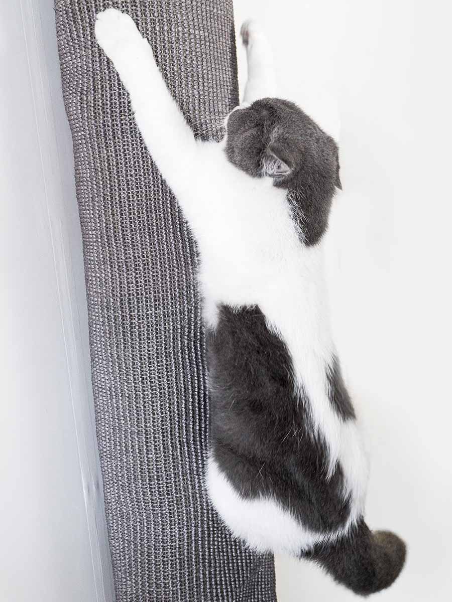 Cat Shelves Box bag 115 Petrebels