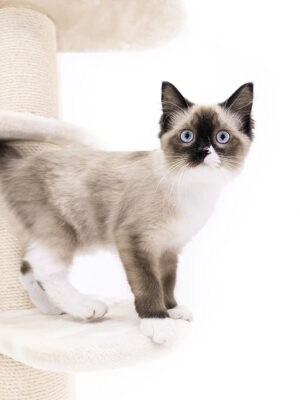 Cat tree Isabella 210 - Cream - 12cm Post - XXL