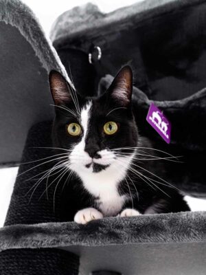 Cat tree Panorama 185 - Pepper -  12 and 15 cm post - XXL - for multiple cats