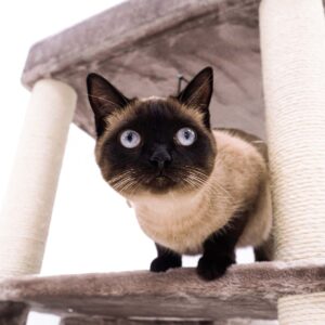 Cat Tree Lodge 150 - Cappuccino - 9cm Post - with hammock