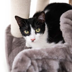 Cat Tree Springfield 139 - Cappuccino