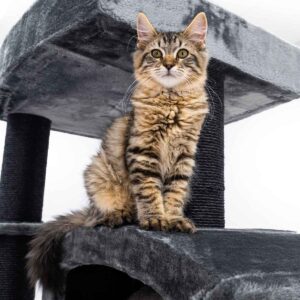 Cat Tree Drive 167 - Pepper