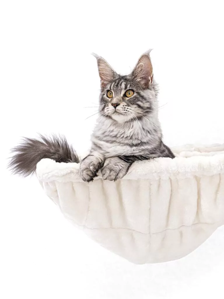 Maine Coon in Hammock