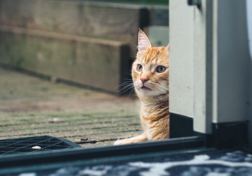 Orange cat Pietje from the Katshuisch in Vinkel