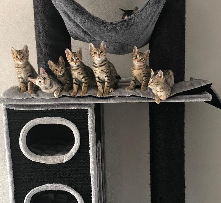 Savannah Kittens For Sale, Friendly Savannah Cats