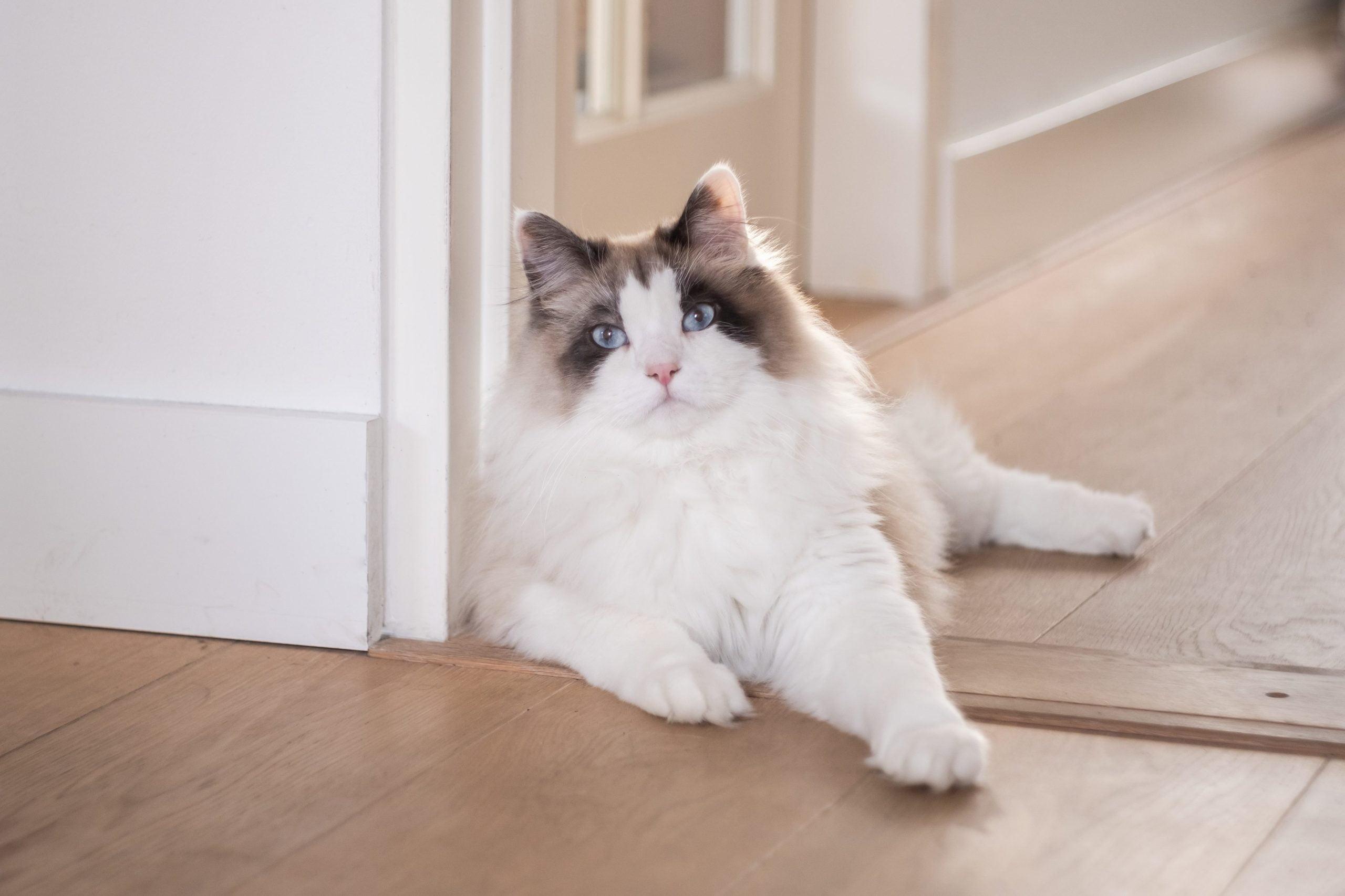 Siberian forest cat in living room