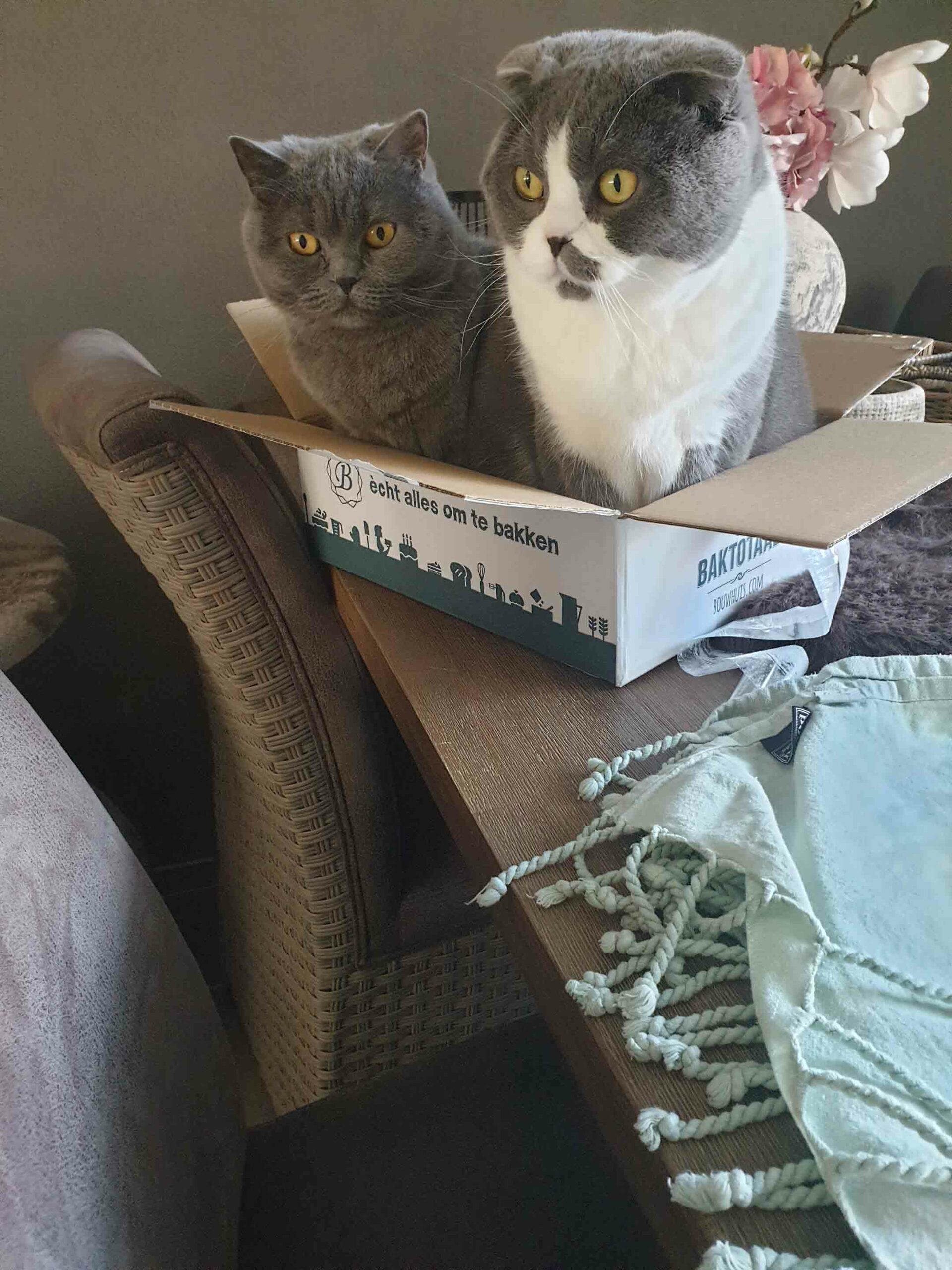Tweo cats sitting in a box