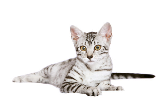 White Egyptian Mau with white background