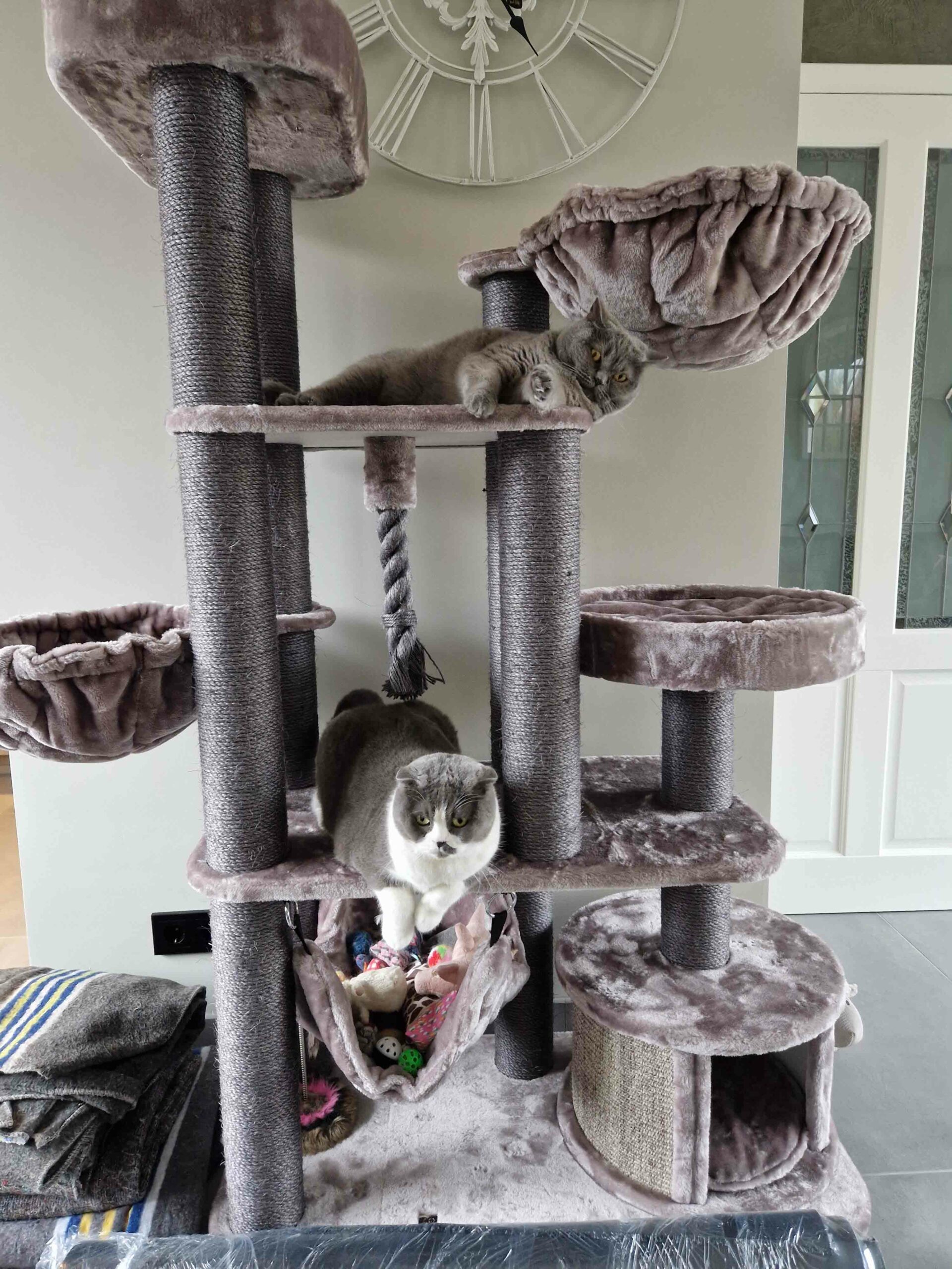 Teo cats relaxing on a big cat tree
