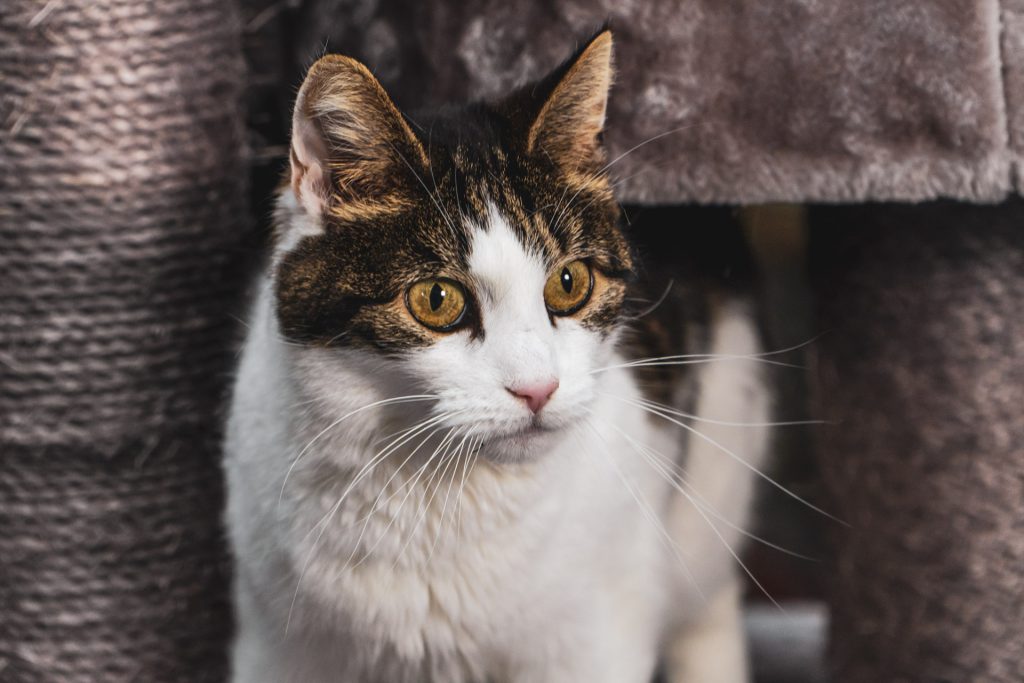 Domestic cat on a Petrebels scratching post