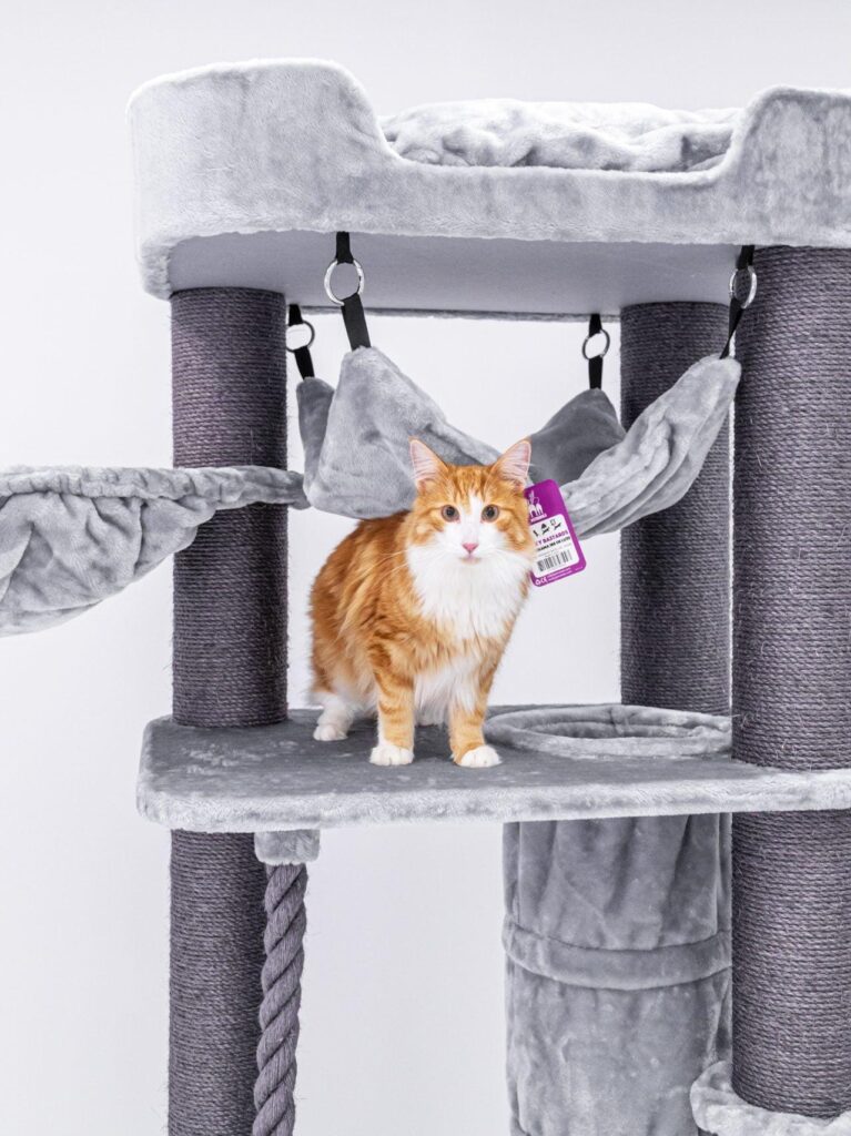 orange norwegian on petrebels cat tree