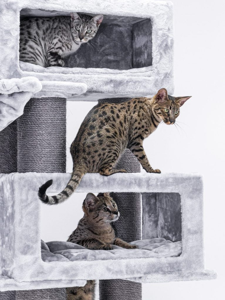 three savannahs on a grey cat tree