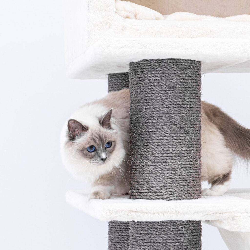 holy birman on cat tree