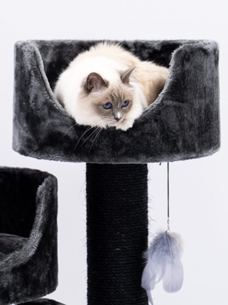 holy birman on black cat tree