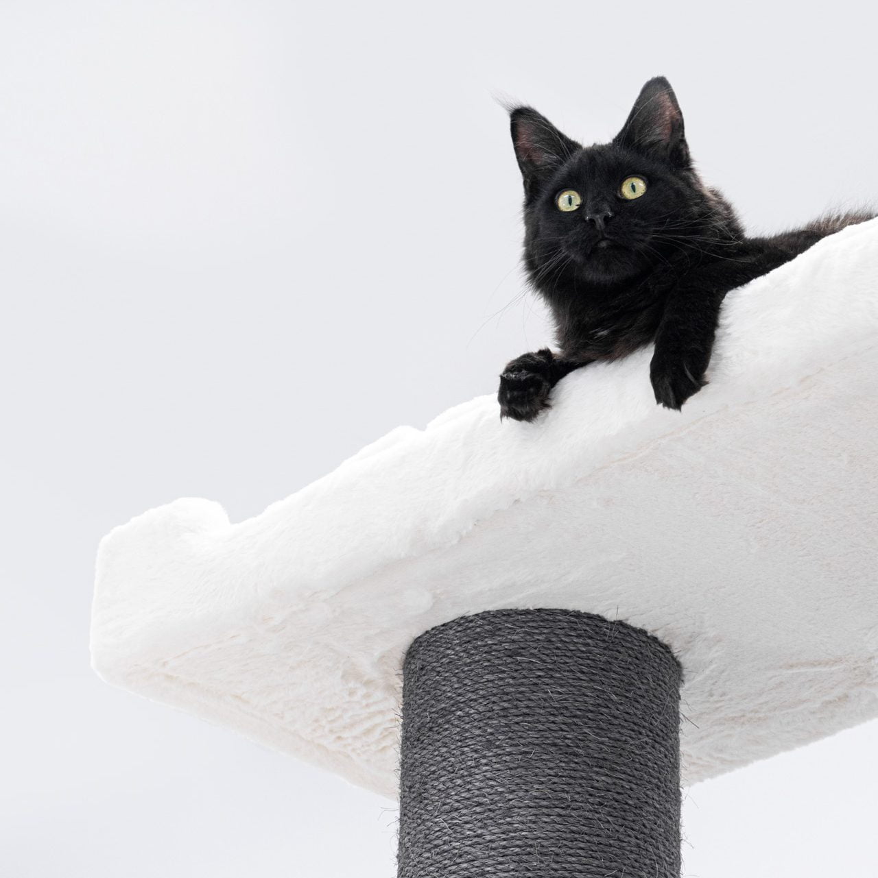 Why black cats are fun companions Petrebels